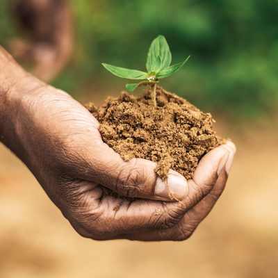 healthy hand holding a plant for US supplement manufacturers